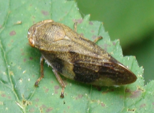 conferma id: Philaenus spumarius e Aphrophora alni